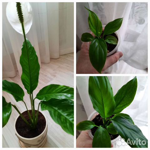 Комнатные цветы