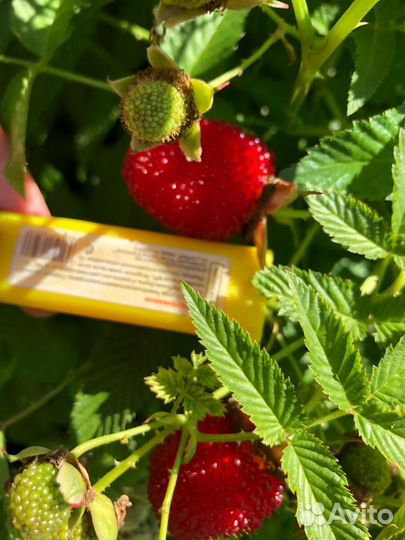 Тибетская малина саженцы