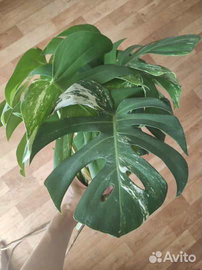 Монстера Альба