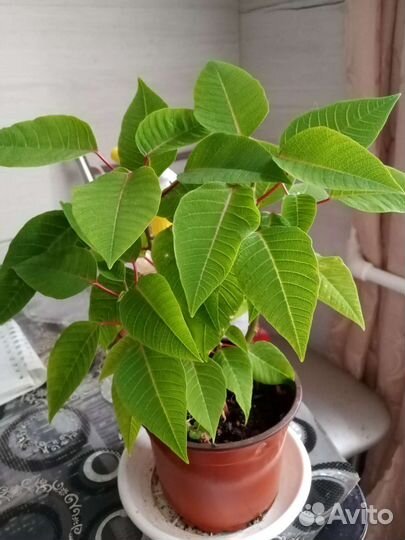 Пуансеттия