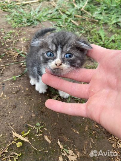 Шотландская вислоухая кошка