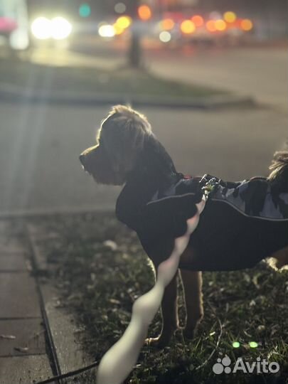 Вязка собак йорк