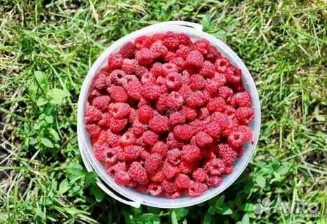 Малина замороженная