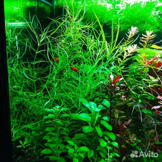 Аквариумные растения