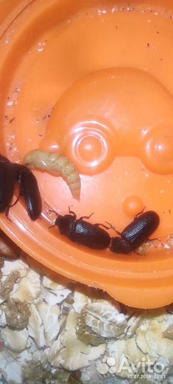 Корм для рептилий птиц грызунов