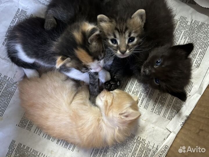 Котята в добрые руки