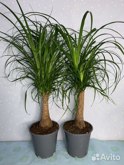 Бокарнея янолина 19/70см