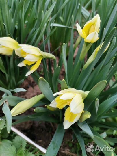 Нарциссы луковицы