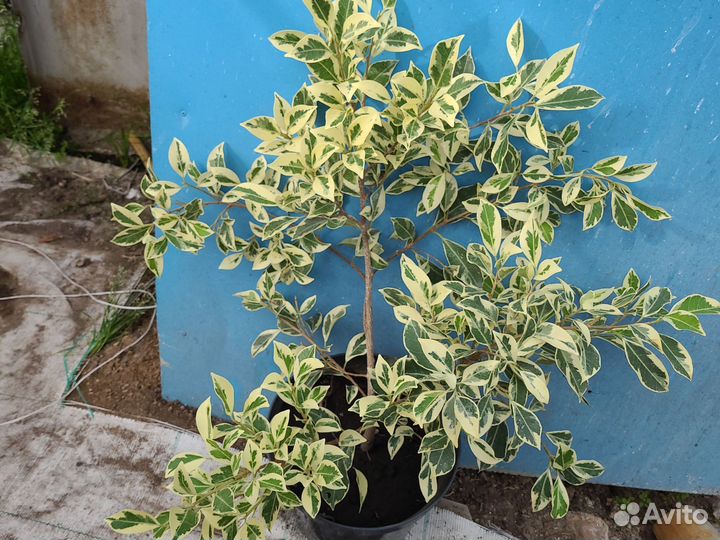 Фикус пестролистный