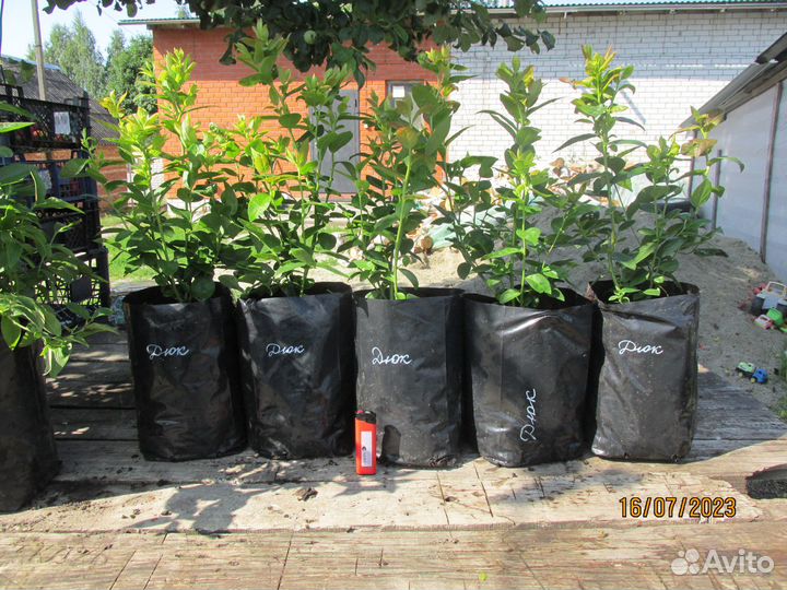 Голубика. Саженцы с зкс