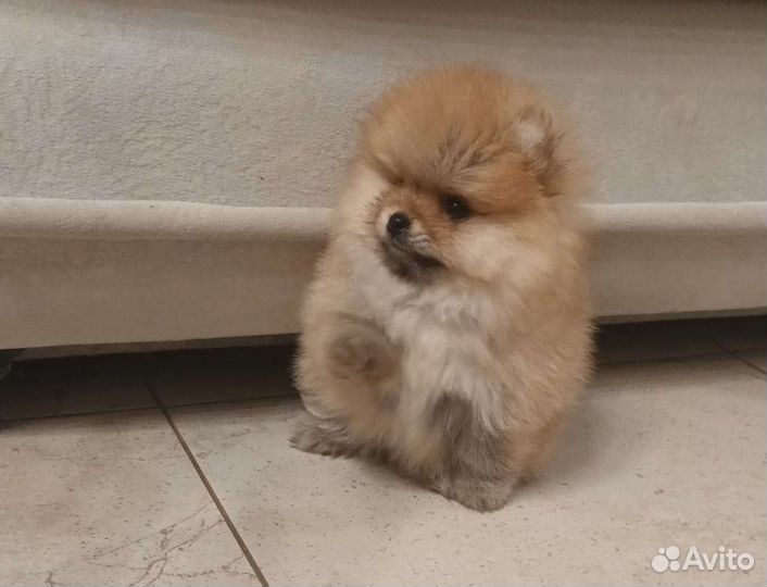 Померанский шпиц медвежьего типа