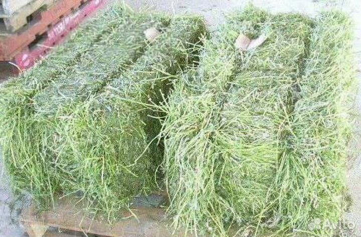 Сено в Тюках Вес 25кг Зелёное Мягкое Крс и Лошадям