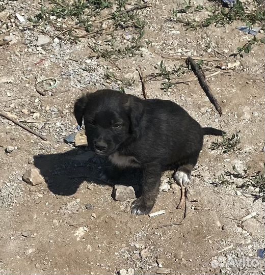 Домашний щенок в добрые руки