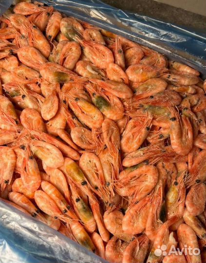 Креветка северная 220+