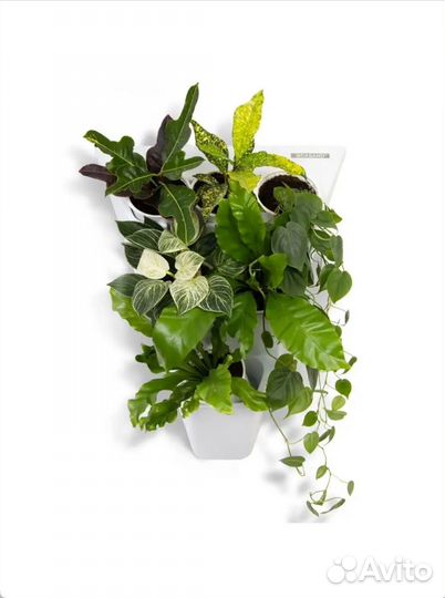 Озеленитель