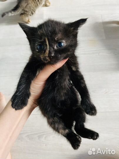 Котята бесплатно