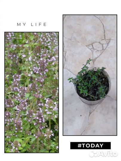 7 сортов коллекционное мяты.Тимьян ползучий