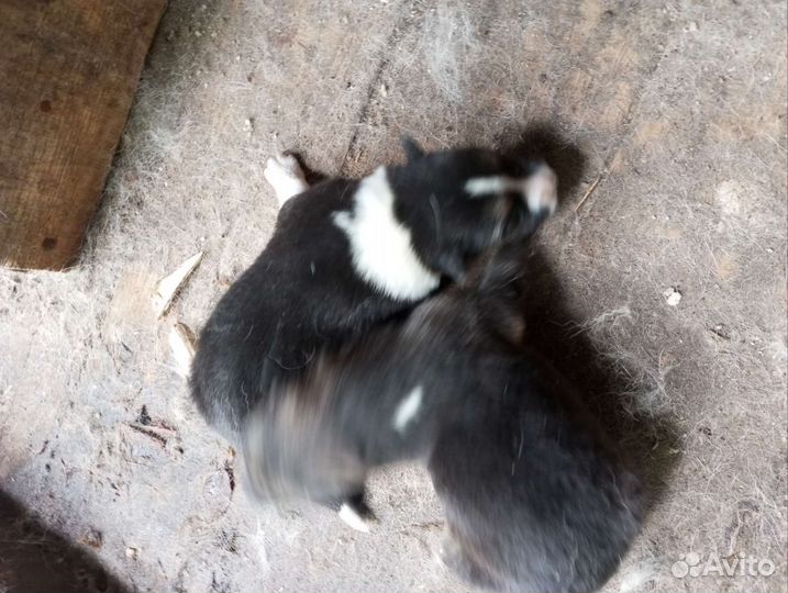 Щенки лайка