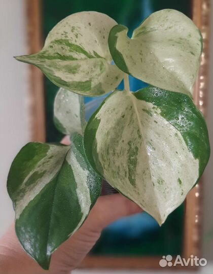 Эпипремнум