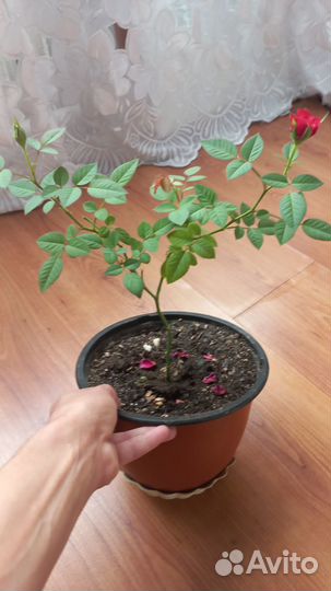 Роза комнатная домашняя