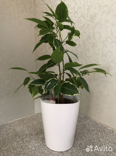 Фикус Бенджамина Кинки