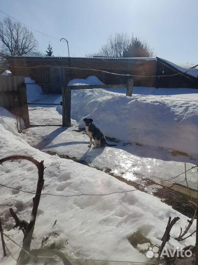 Собака в добрые руки отдам бесплатно