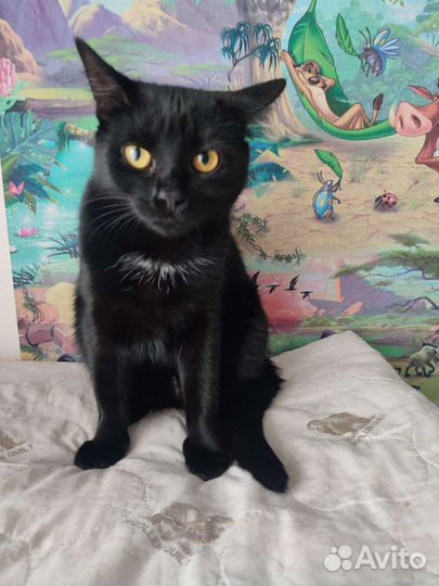 Кошечка 1 год в добрые руки