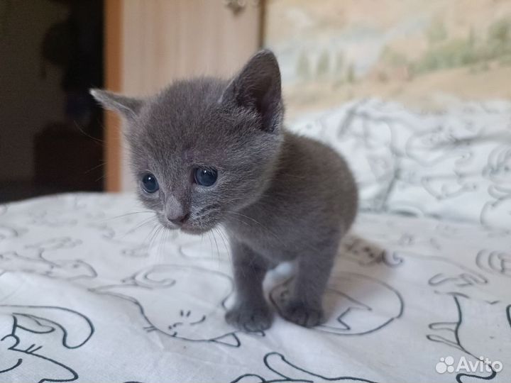 Котенок (девочка)