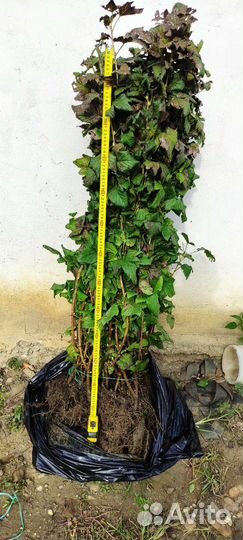 Саженцы смородины