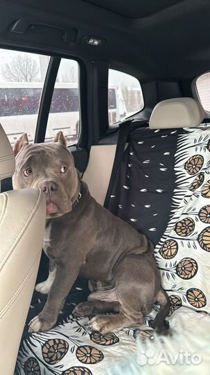 Вязка собак американский булли