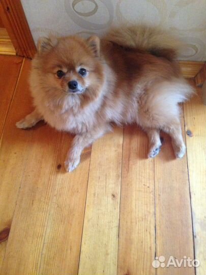 Передержка животных на время отпуска