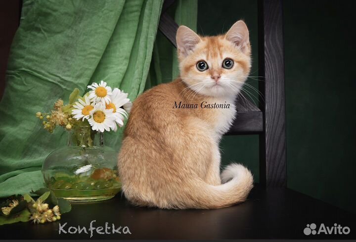 Британская золотая шиншилла