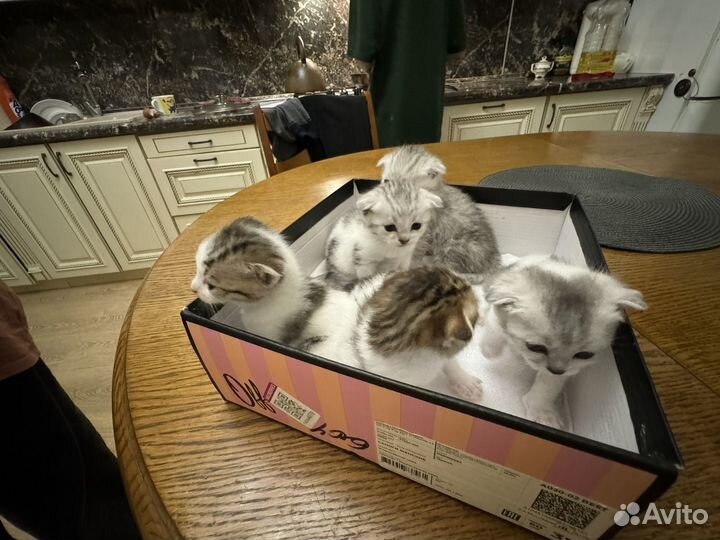Вислоухие кошки