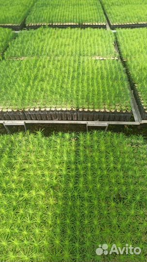 Сеянцы ели зкс опт