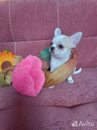 Чихуахуа большой выбор щенков