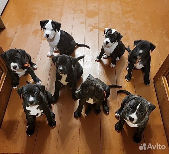 Осталась Девочка Амстафф