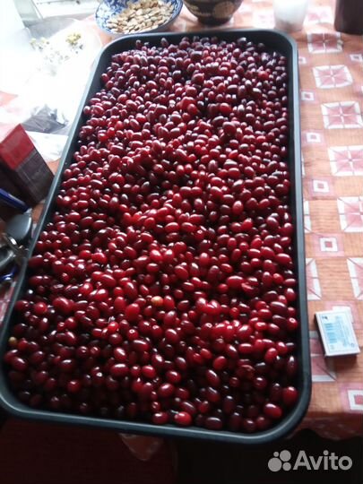 Саженцы кизила