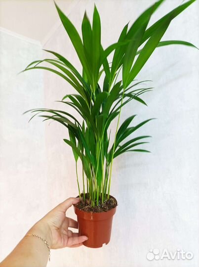 Пальма Арека, высота155- 160 см