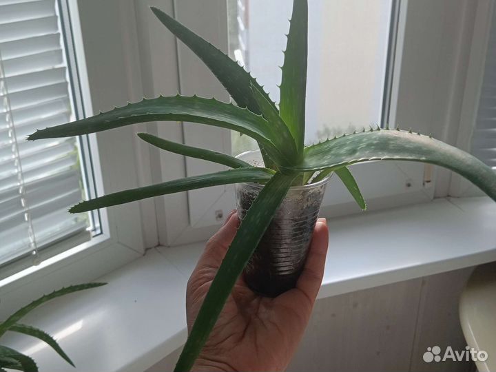 Цветок алое вера