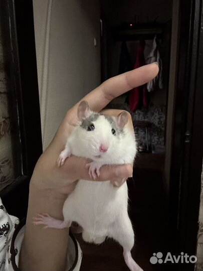 Крысята дамбо Крысы дамбо