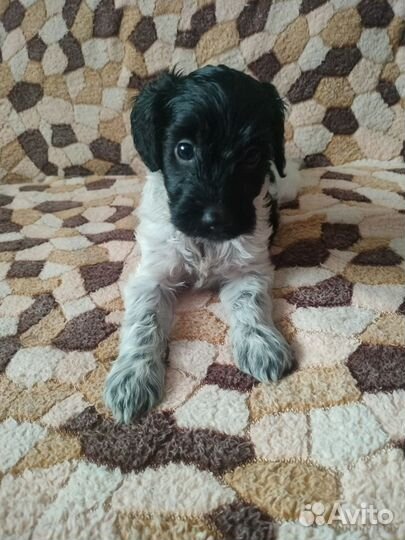 Русский спаниель