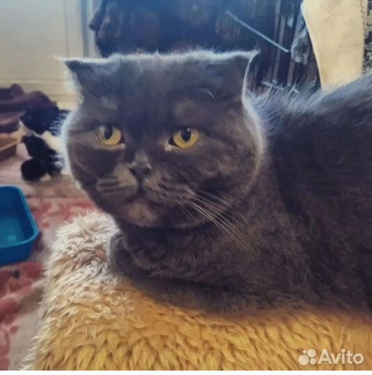 Кошекча Буся