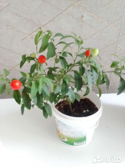 Паслен комнатный