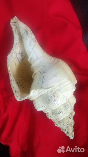 Раковина морская, Куба, винтаж