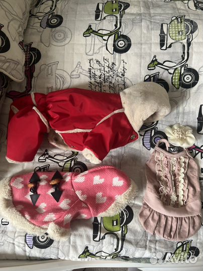 Одежда для маленьких собак