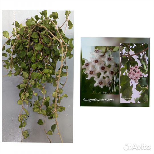 Хойя срезы 2