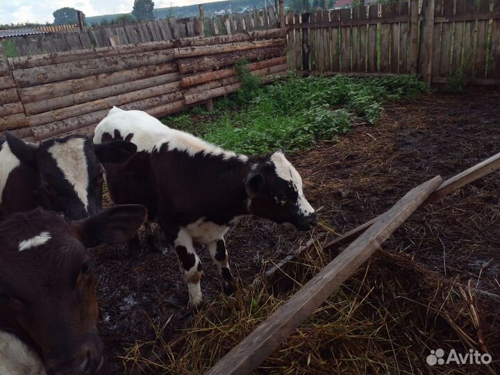 Телята бычки 4мес. 2мес