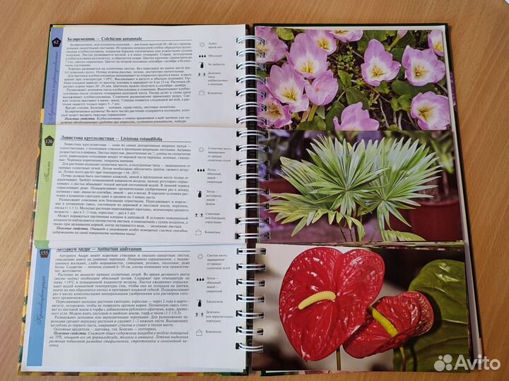 Миллион цветов для кpаcоты нашего домa