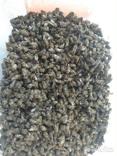 Пчелиный подмор