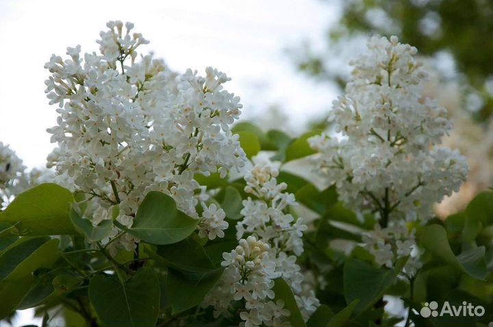 Декоративн кустарники жасмин сирень бамбук+подарки